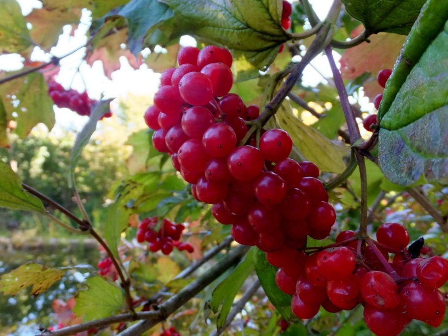 Калина обыкновенная красная гроздь