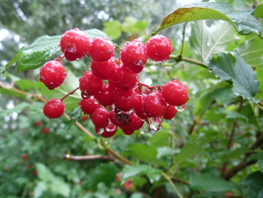 Калина обыкновенная