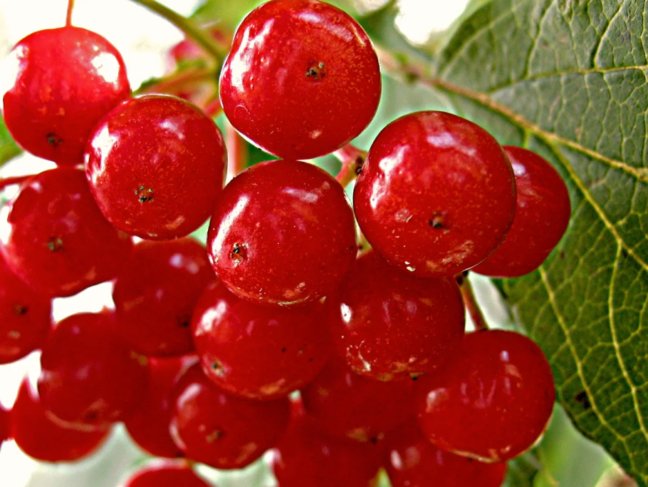 Калина обыкновенная красная гроздь