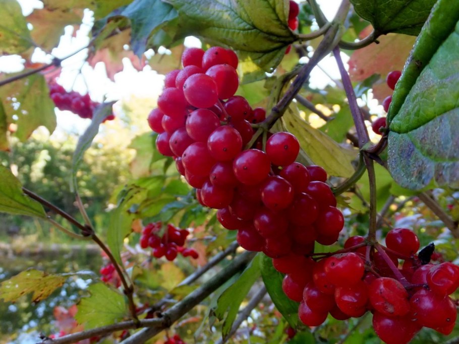 Калина обыкновенная вигоровская