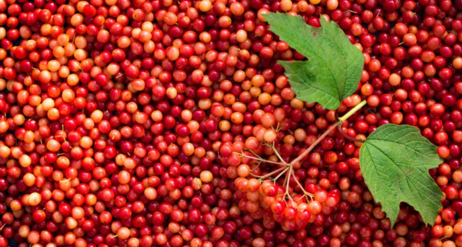 Калина ягоды