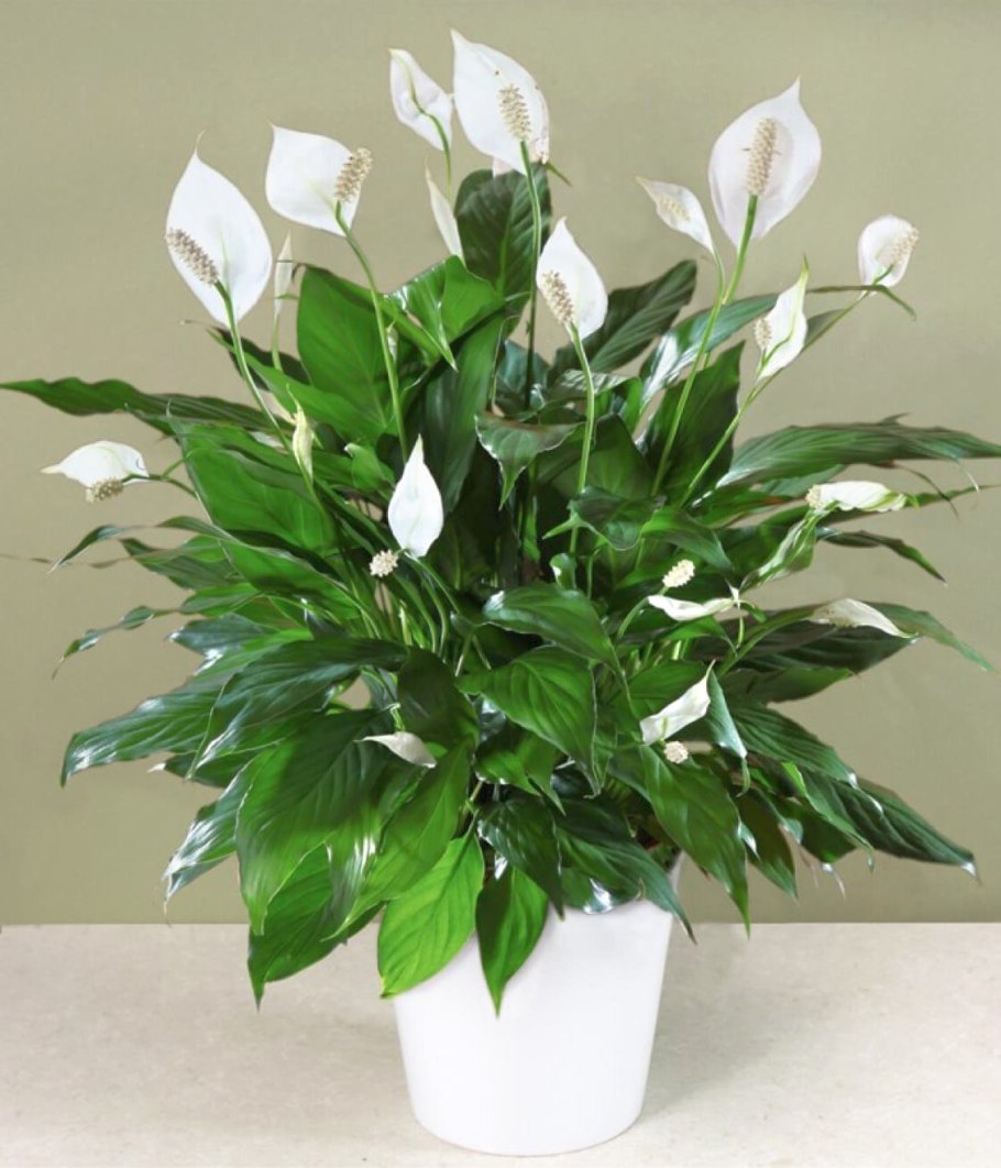 Спатифиллум обильноцветущий Spathiphyllum floribundum