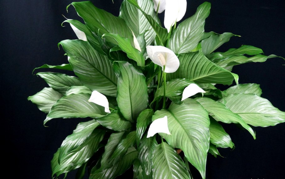 Спатифиллум обильноцветущий