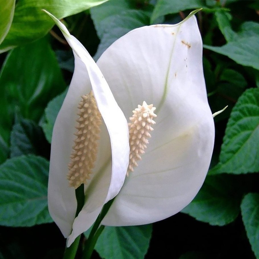 Спатифиллум (Spathiphyllum)