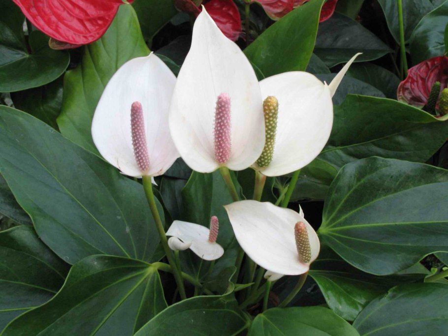 Spathiphyllum floribundum