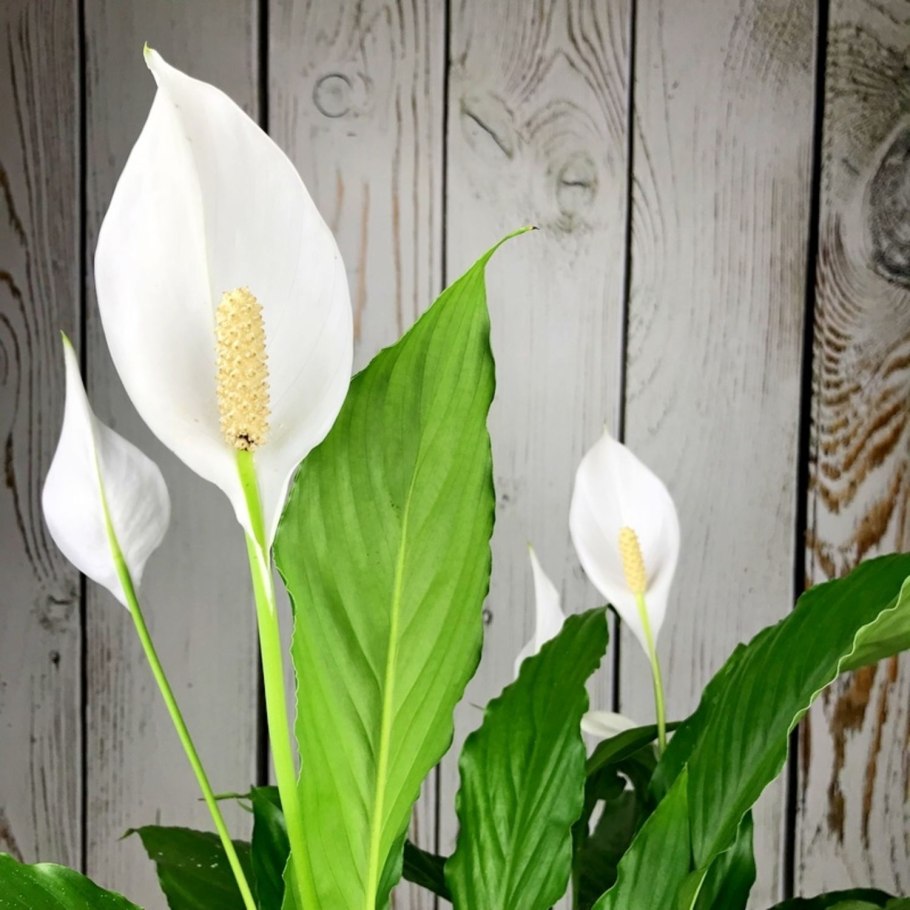 Spathiphyllum wallisii цветок