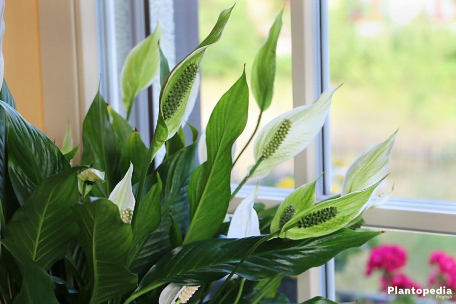 Спатифиллум цветение