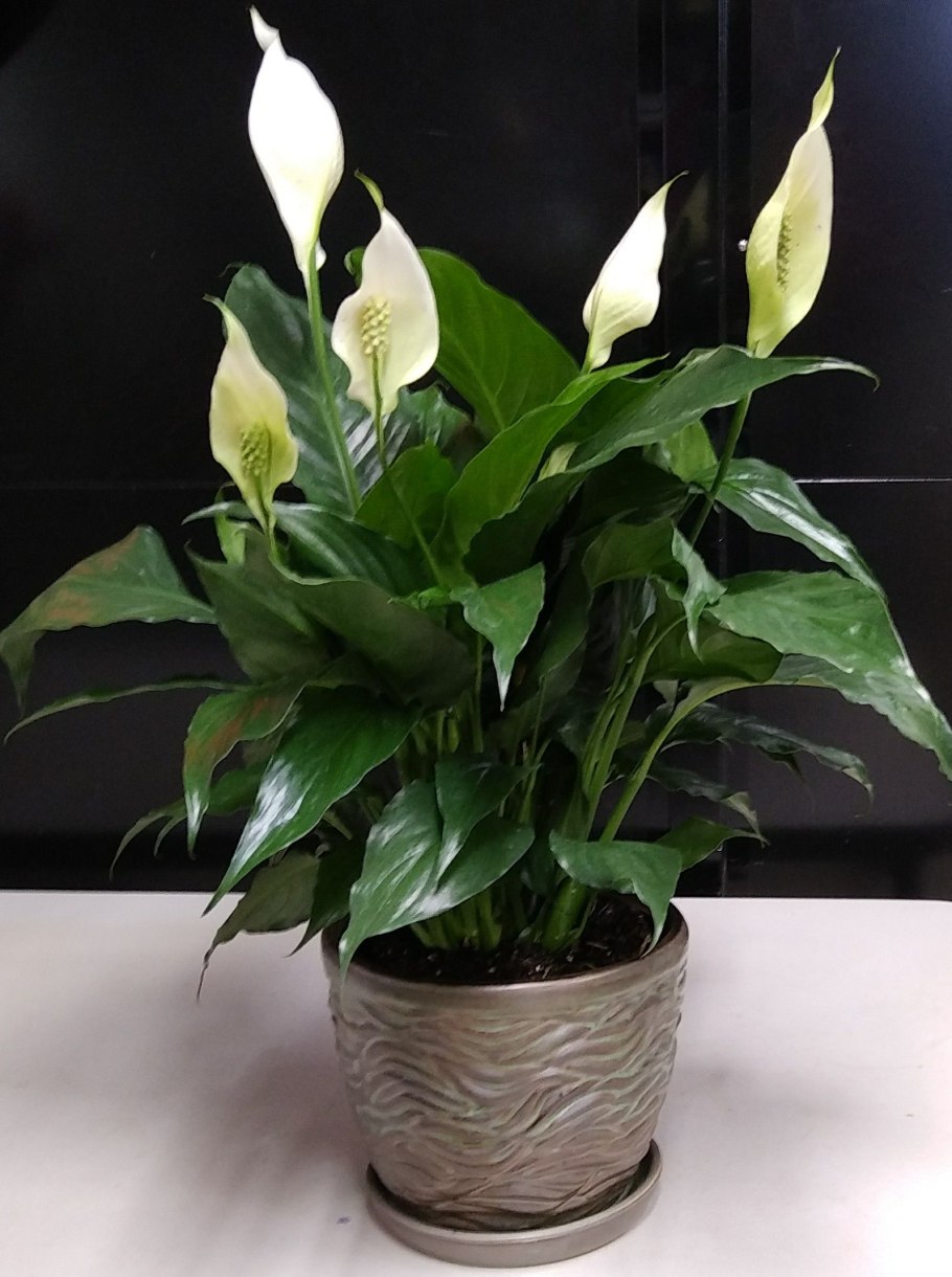 Спатифиллум обильноцветущий Spathiphyllum floribundum