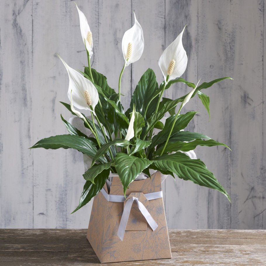 Спатифиллум (Spathiphyllum)