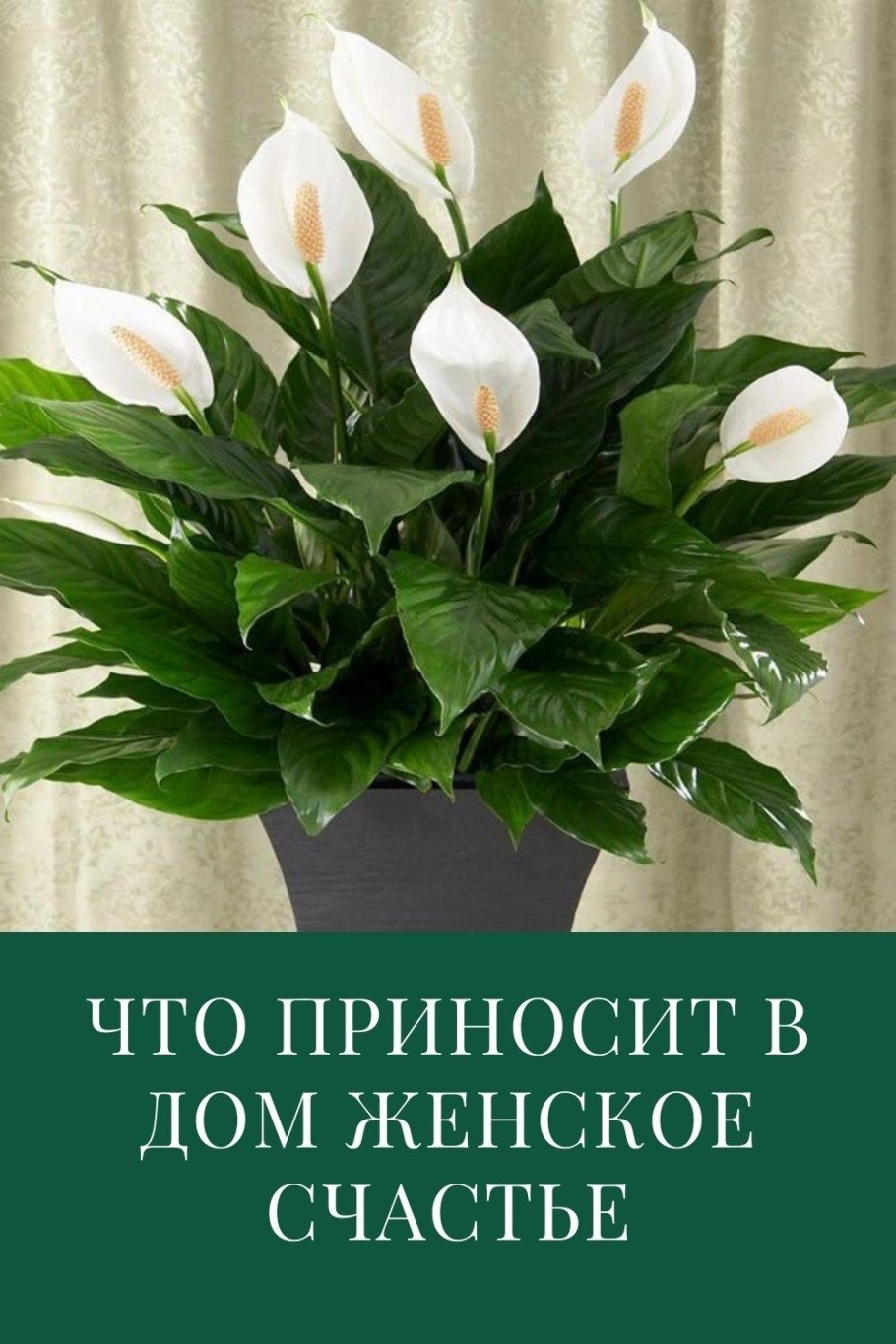 Спатифиллум и Антуриум