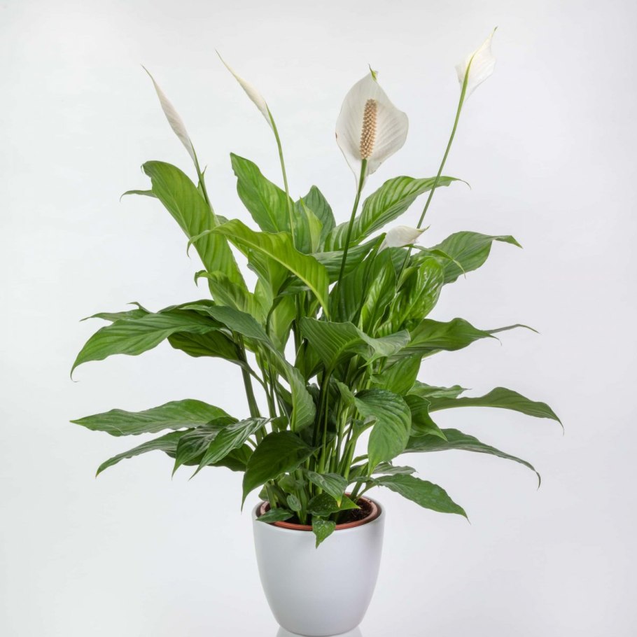 Спатифиллум Альба