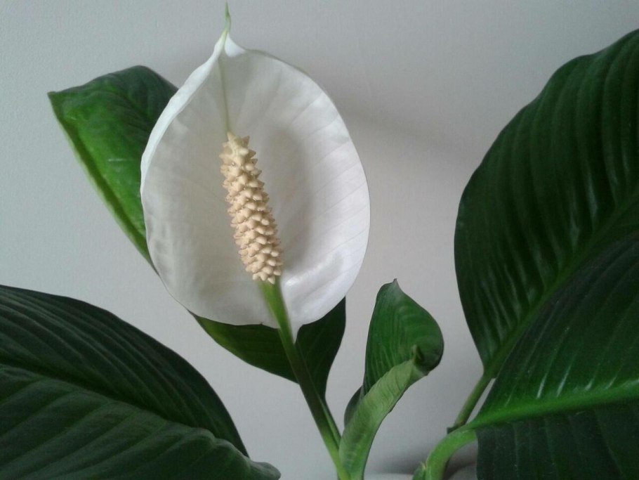 Spathiphyllum wallisii цветок