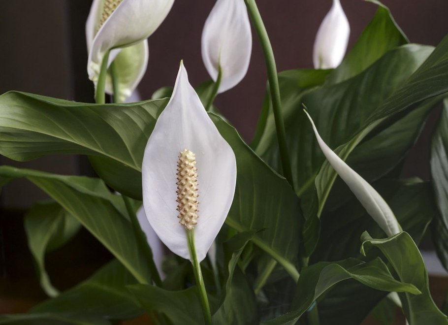 Спатифиллум обильноцветущий