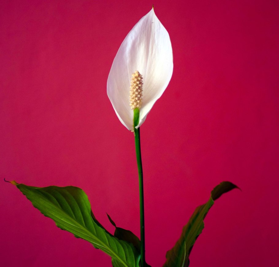 Женское счастье