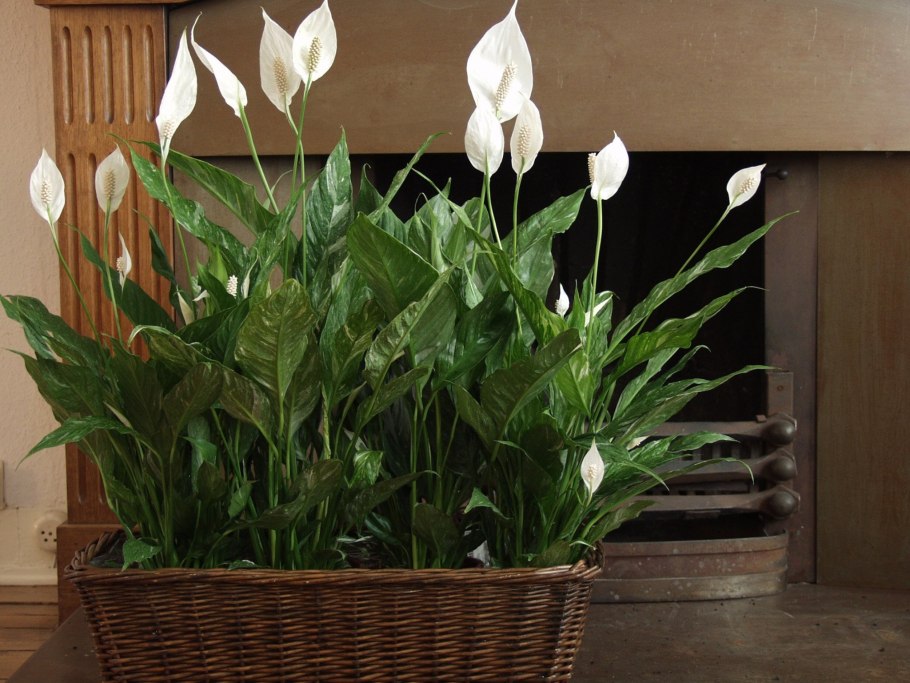 Комнатные цветы спатифиллум