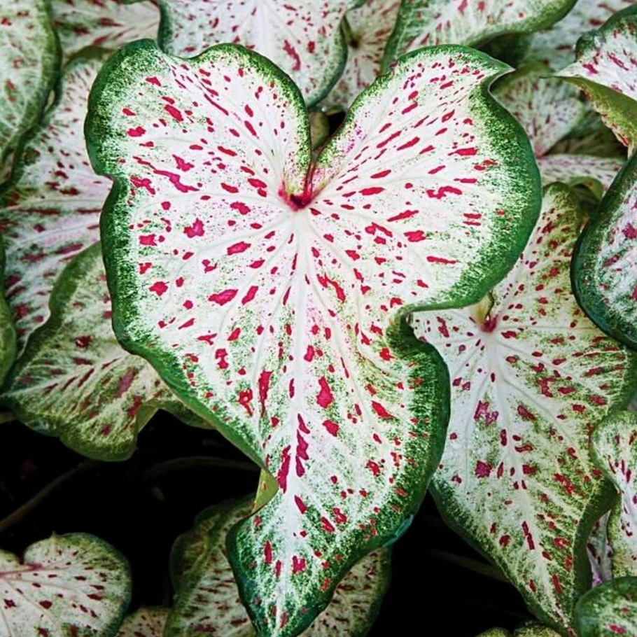 Каладиум Cherry Tart