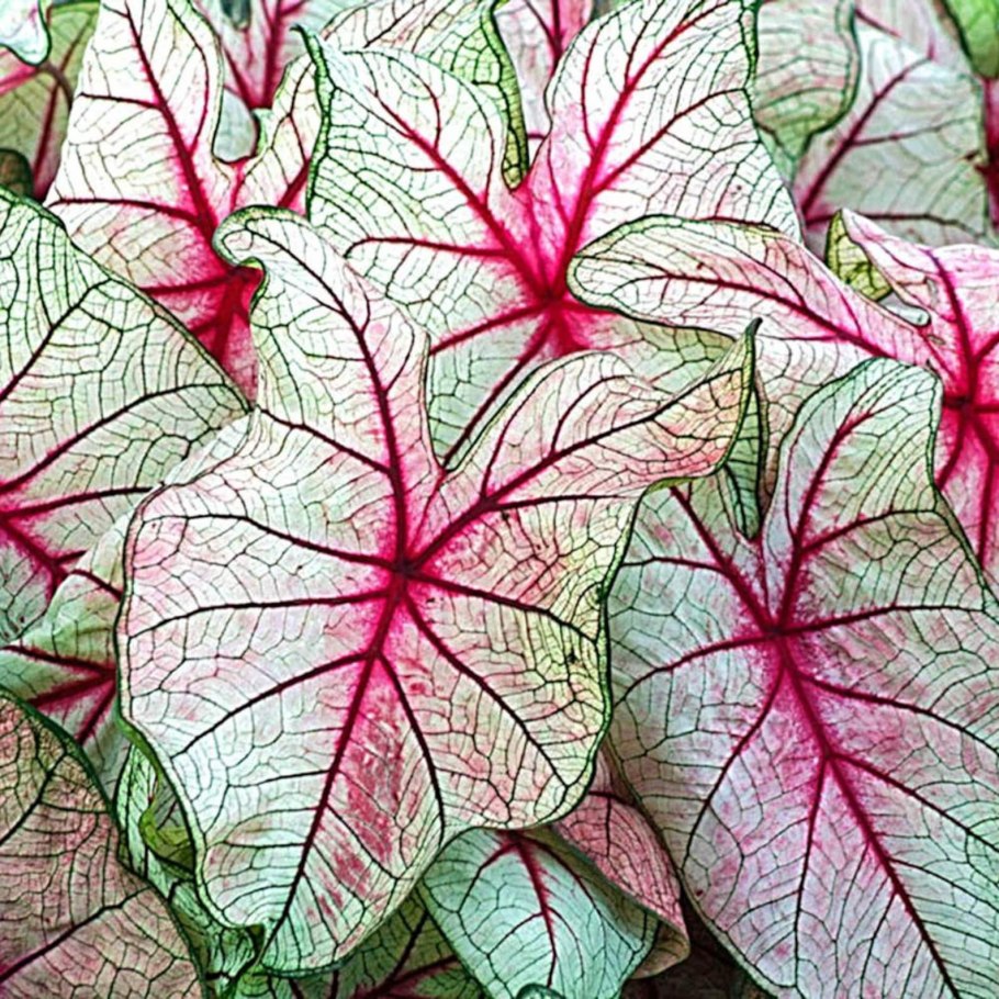 Каладиум Garden White