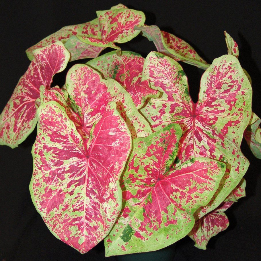 Caladium Summer Pink