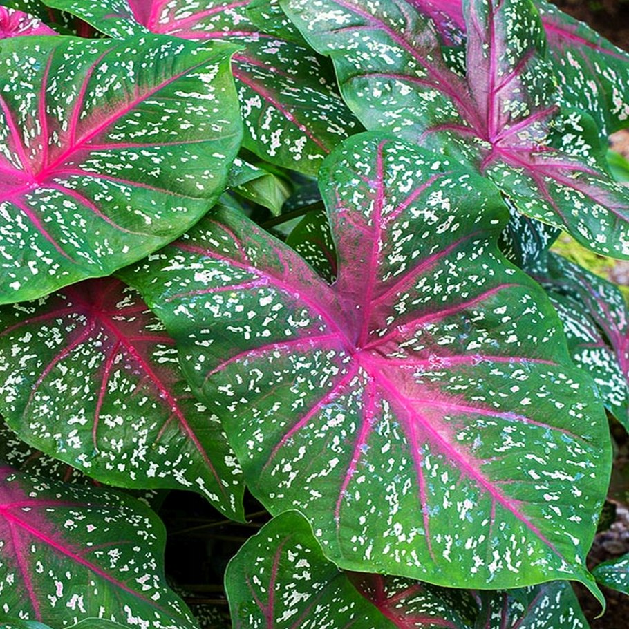 Каладиум Кардинал