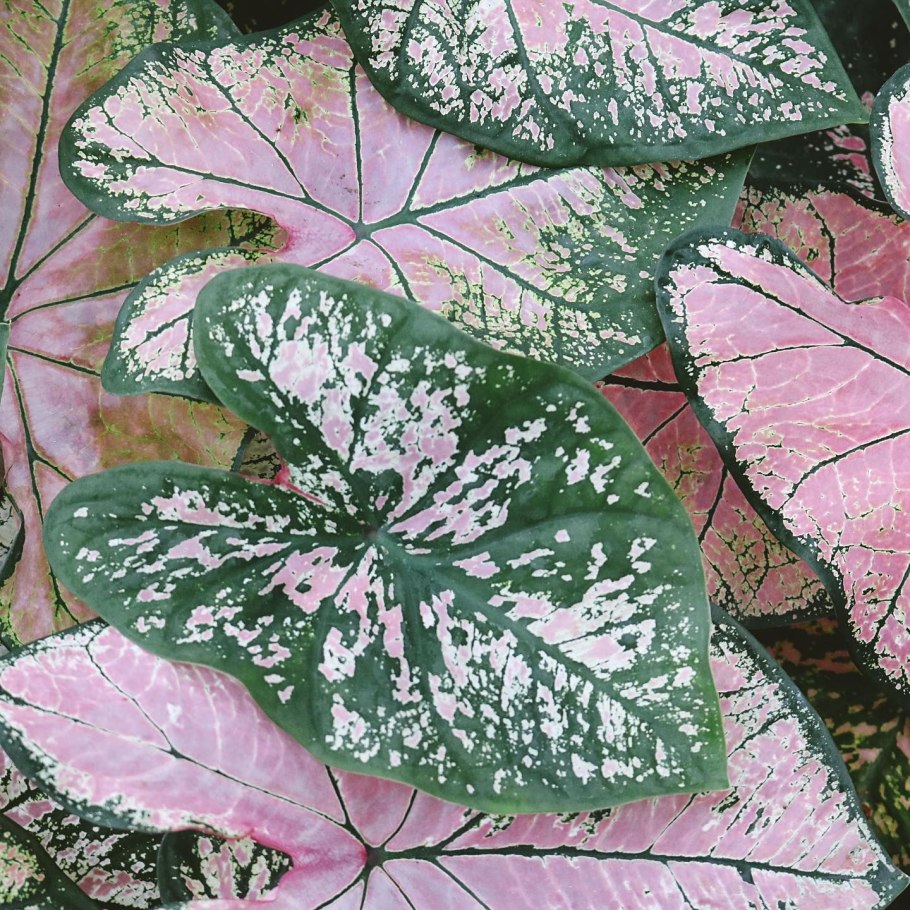 Каладиум Сельма