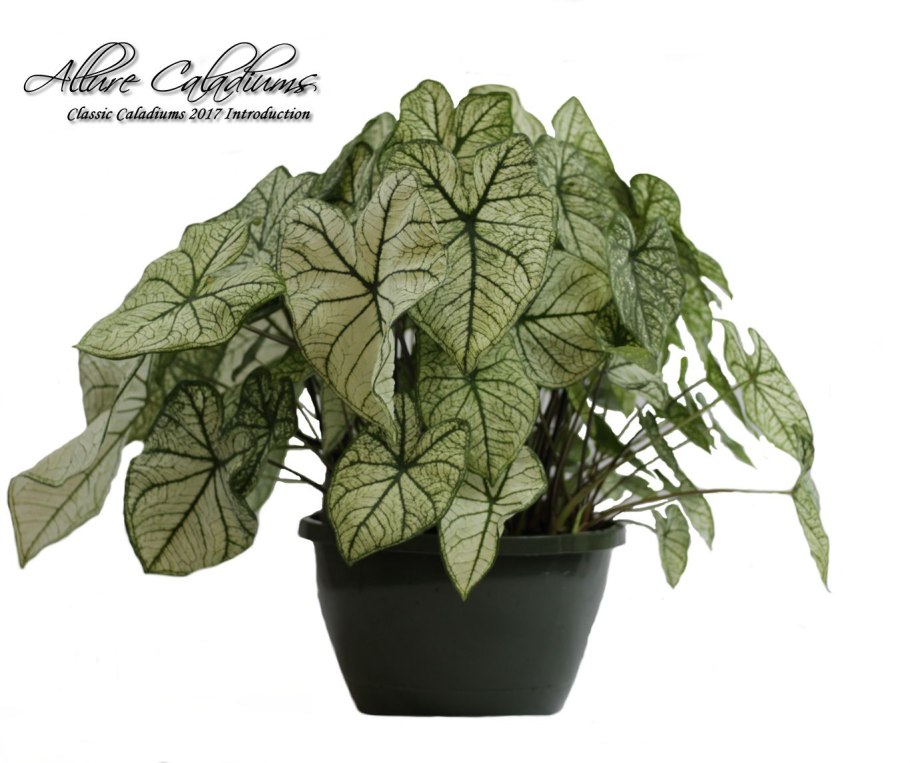 Каладиум Аарон