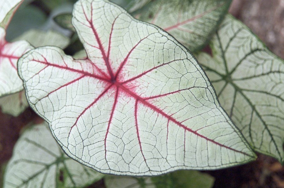 Каладиум Келли