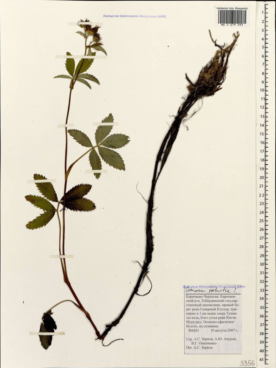 Сабельник болотный (Comarum palustre)