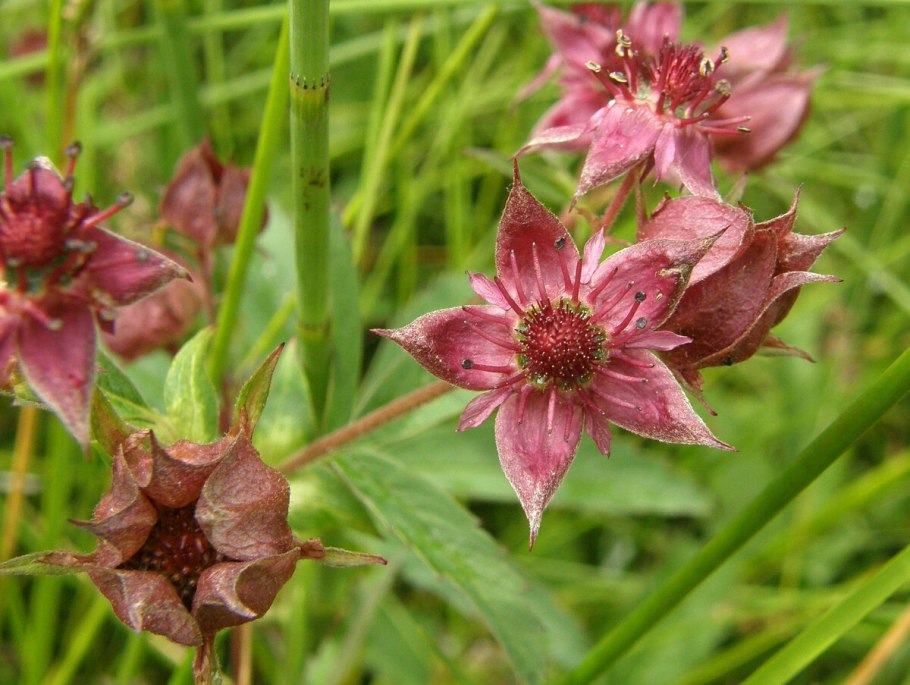 Чешуйка сабельник