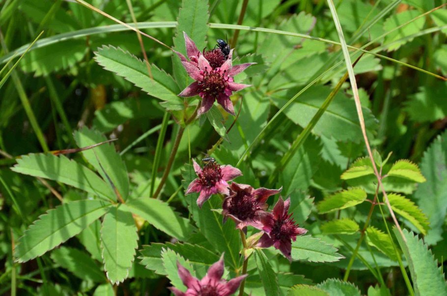 Comarum palustre формула