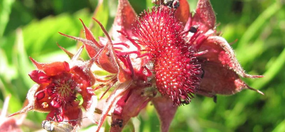 Сабельник декоп