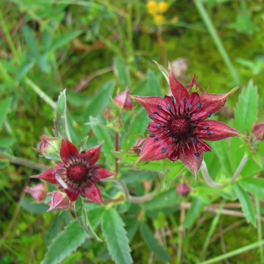 Сабельник БАД 50г