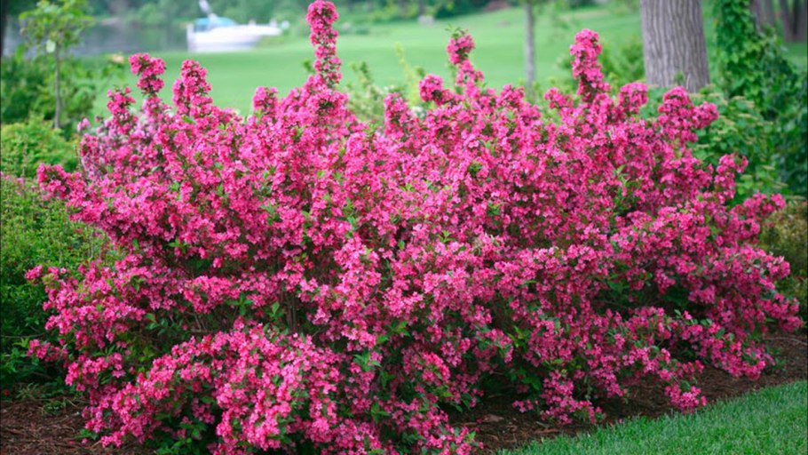 Вейгела Цветущая Санни принцесс