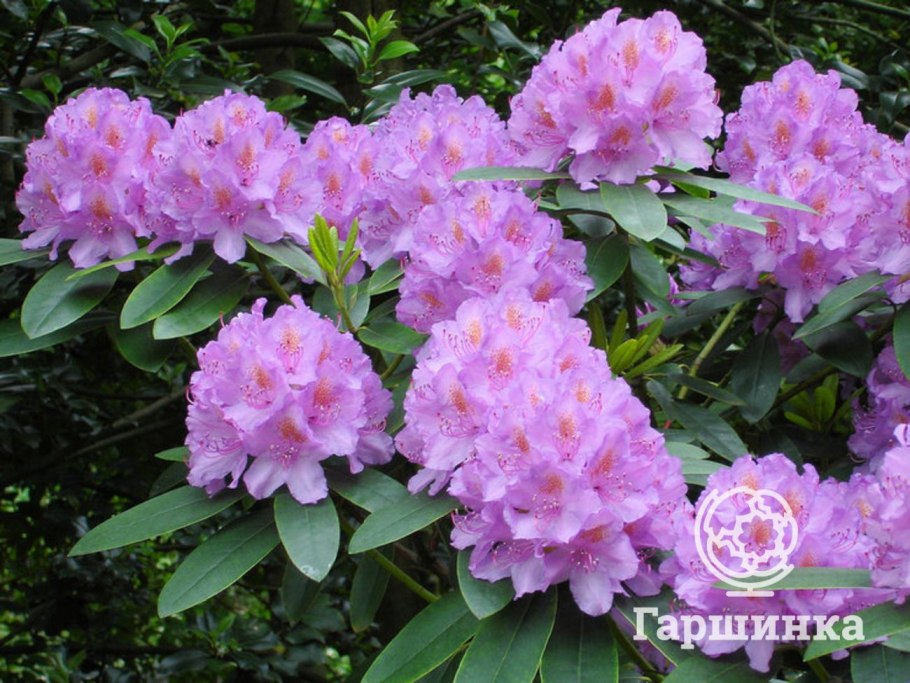 Рододендрон катевбинский листопадный