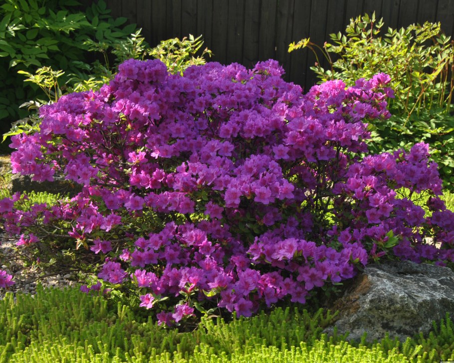 Азалия Кенигштайн