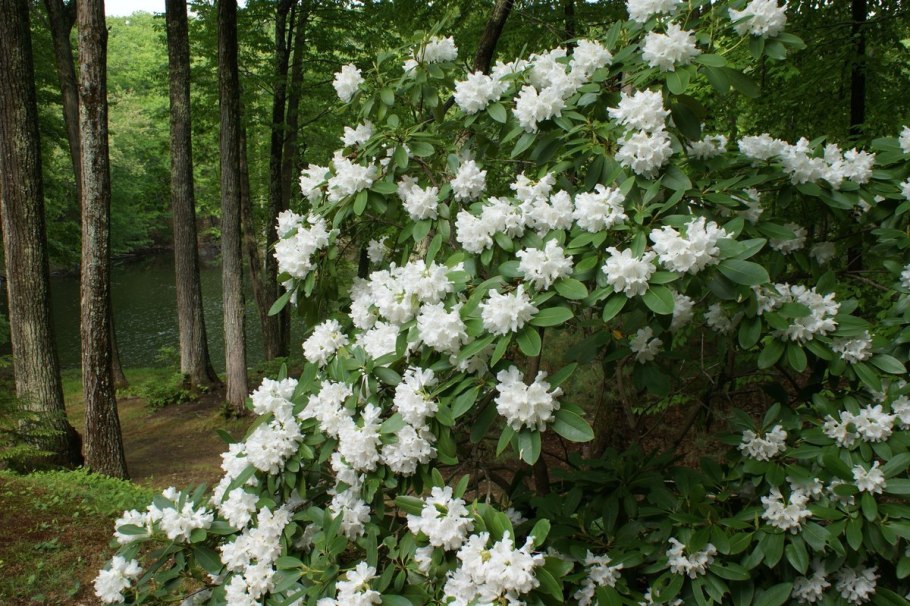Рододендрон куст