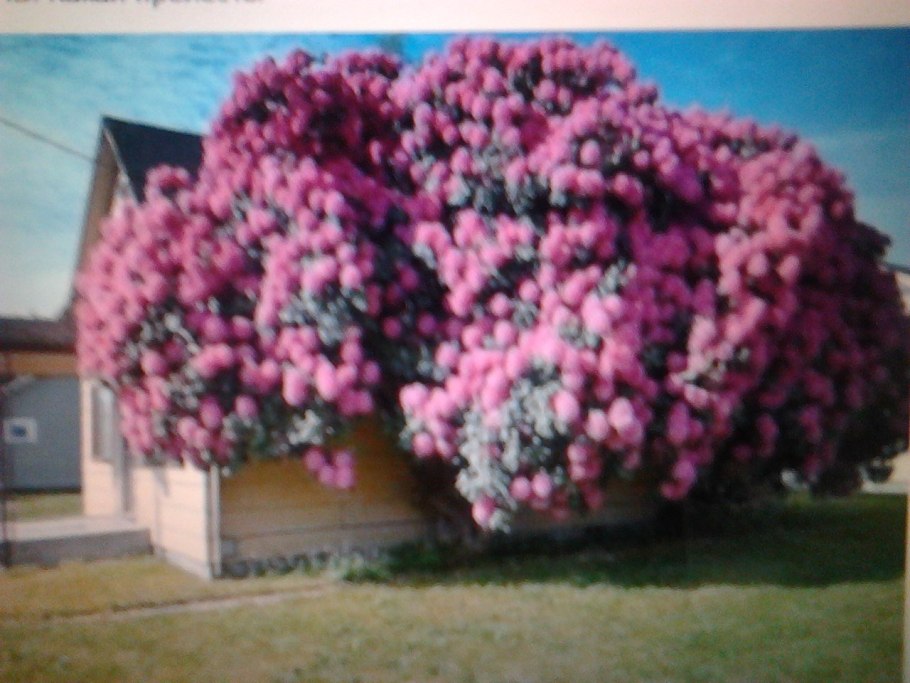 Цветы кустарники