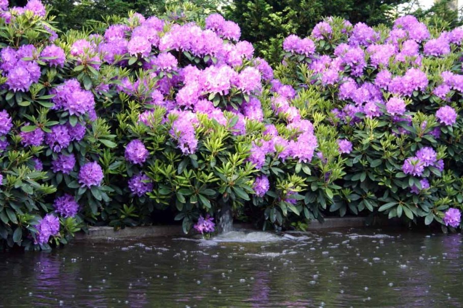 Рододендрон катевбинский grandiflorum