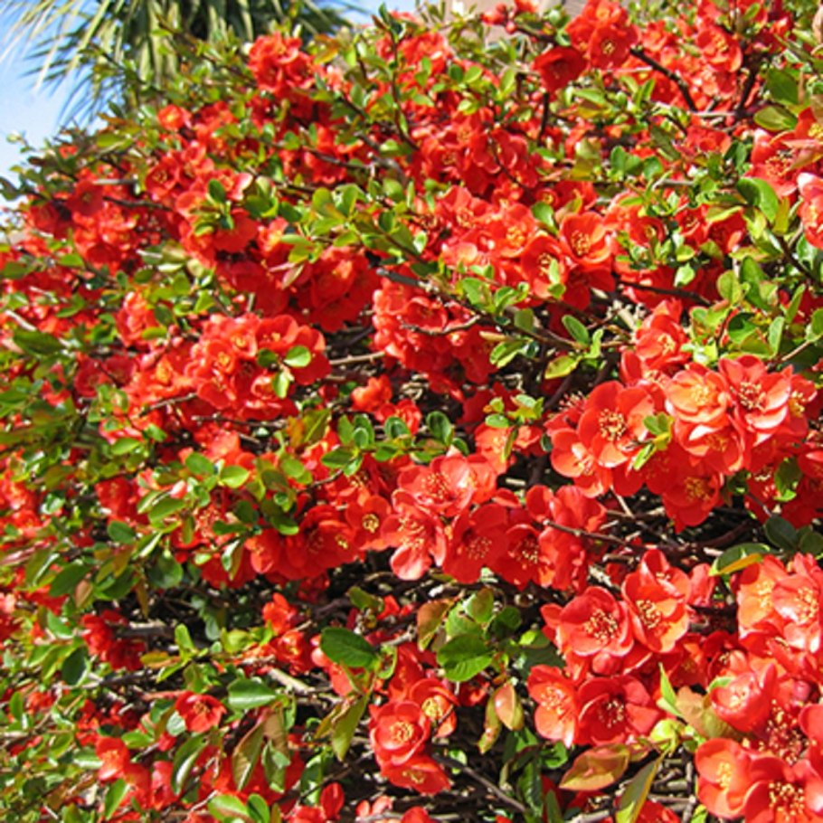 Хеномелес Рубра