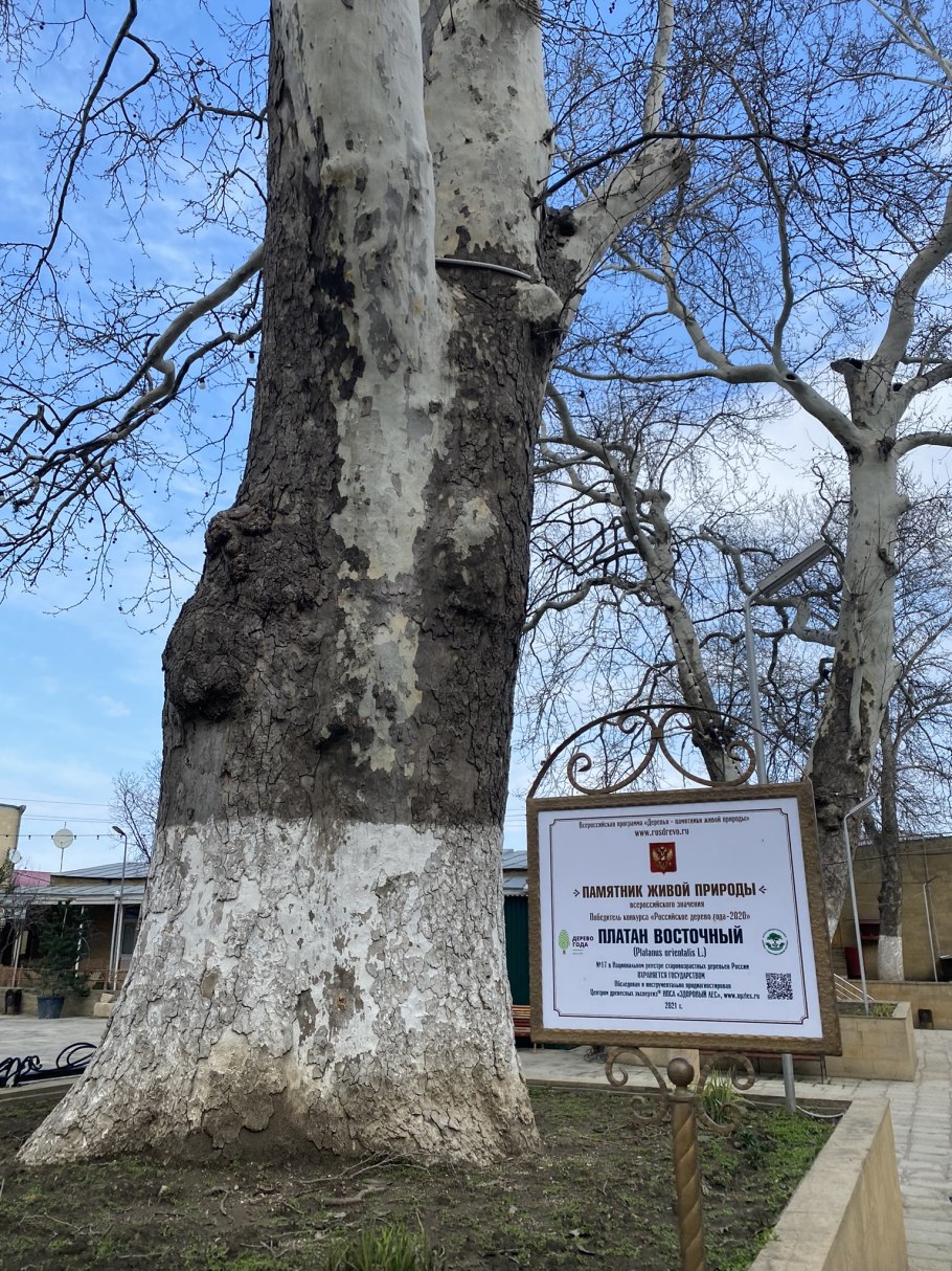 Европейское дерево года Платан Дербент