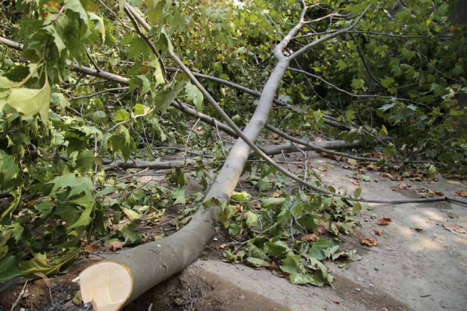 Тысячелетнее дерево гинкго