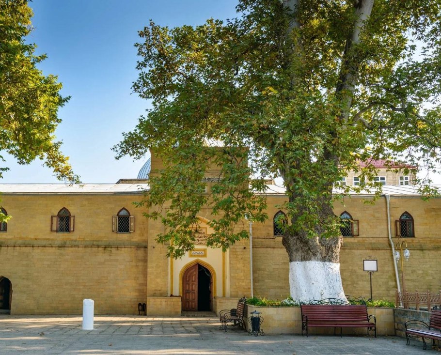 Дерево России Чинар 2020 года