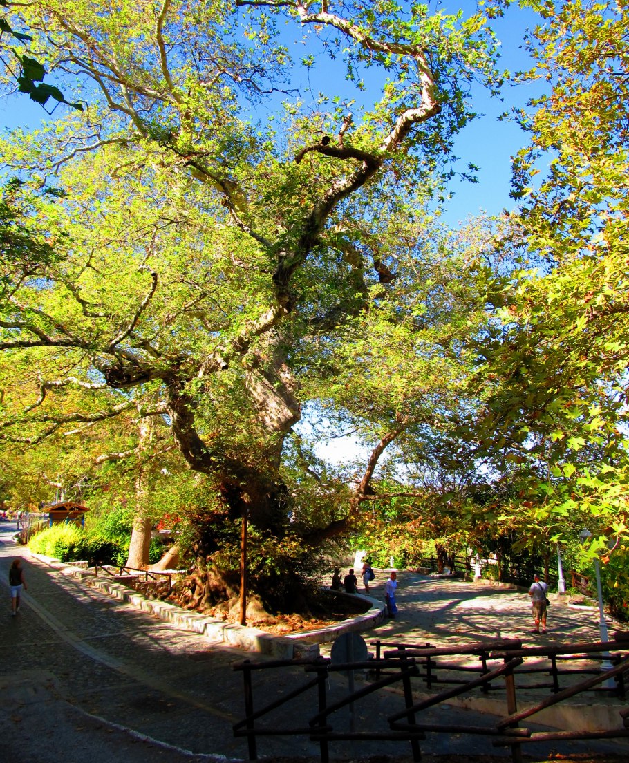 Платан кленолистный