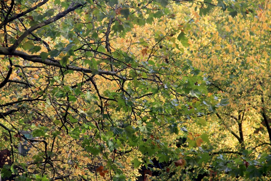 Платан дерево Приморский