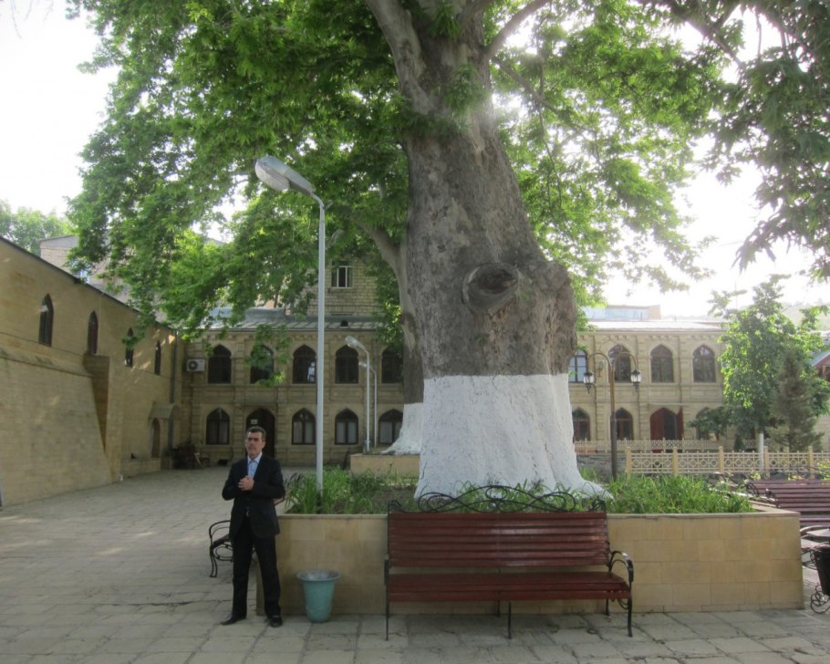 Дерево Платан Дербент Джума мечеть