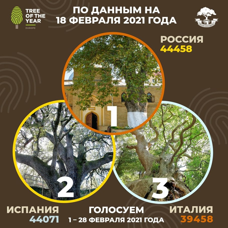 Выбираем российское дерево года