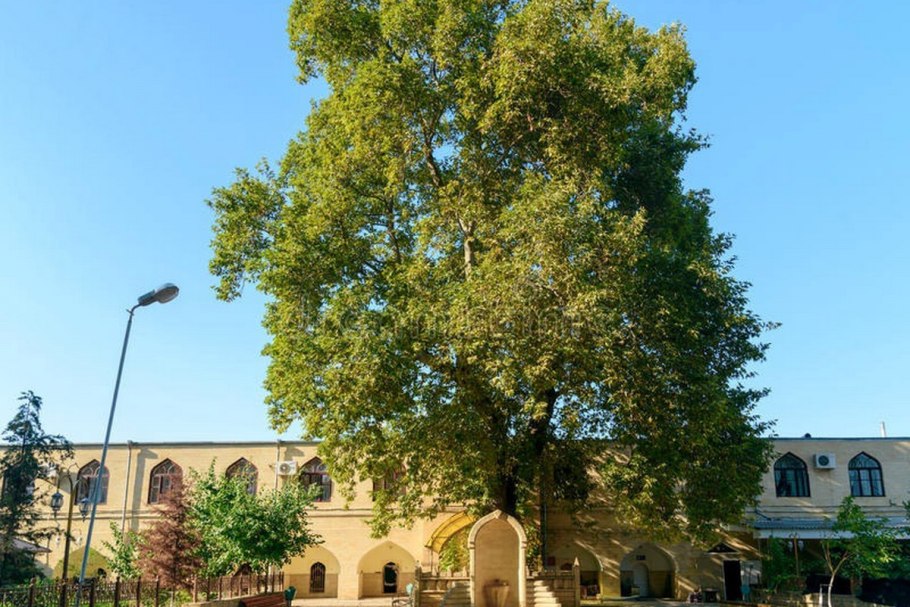 Дерево Платан Дербент Джума мечеть