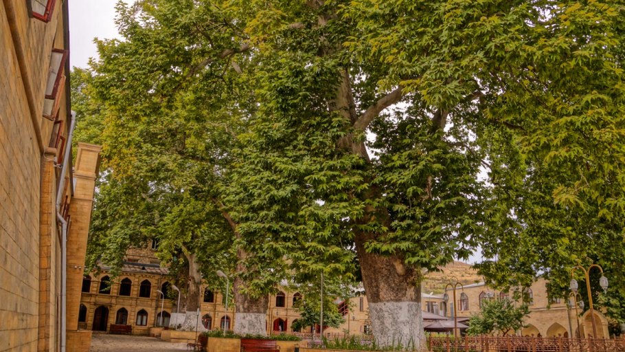 Деревья Чинар Дербент