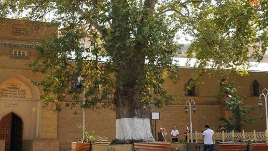 Дерево Платан в Дербенте