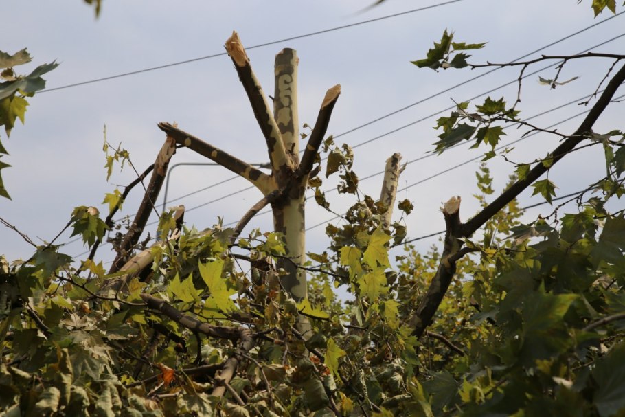 Платан осенью