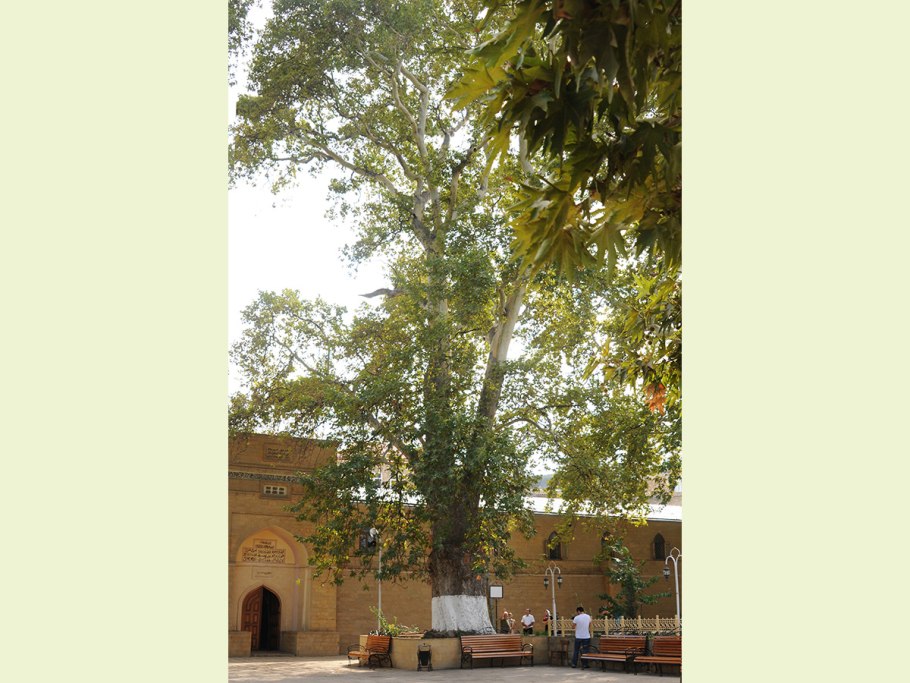 Платан 284 года Дербент